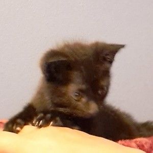 Meet your Posher, Barbara